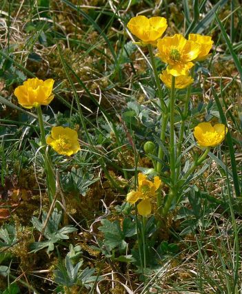 English: Carinthian buttercup - Ranunculus carinthiacus