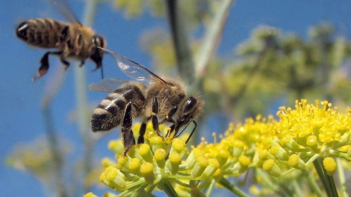 Honeybees (Apis mellifera) on wild fennel, Albany, California. Photo credit Jack Wolf via Grist
